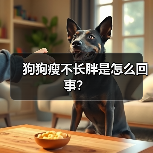 狗狗瘦不长胖是怎么回事？（图1）