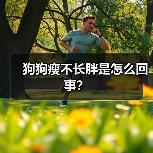 狗狗瘦不长胖是怎么回事？（图3）