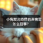 小狗发出奇怪的声音是怎么回事？（图4）