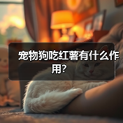 宠物狗吃红薯有什么作用？（图3）