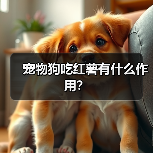 宠物狗吃红薯有什么作用？（图1）