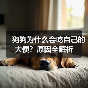 狗狗为什么会吃自己的大便？原因全解析（图4）