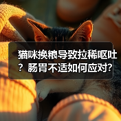 猫咪换粮导致拉稀呕吐？肠胃不适如何应对？（图3）