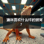 猫咪喜欢什么样的猫窝？（图2）