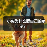 小狗为什么舔自己的爪子？（图4）