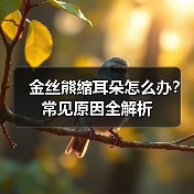 金丝熊缩耳朵怎么办？常见原因全解析（图2）