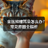 金丝熊缩耳朵怎么办？常见原因全解析（图1）
