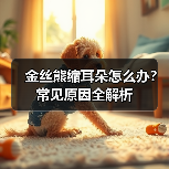 金丝熊缩耳朵怎么办？常见原因全解析（图3）