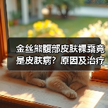 金丝熊腹部皮肤裸露竟是皮肤病？原因及治疗全解析（图3）