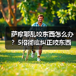 萨摩耶乱咬东西怎么办？5招彻底纠正咬东西习惯（图2）