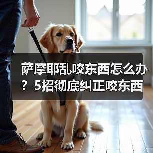 萨摩耶乱咬东西怎么办？5招彻底纠正咬东西习惯（图1）