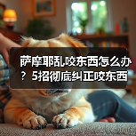萨摩耶乱咬东西怎么办？5招彻底纠正咬东西习惯（图3）