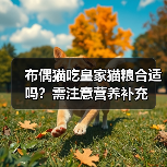 布偶猫吃皇家猫粮合适吗？需注意营养补充（图1）