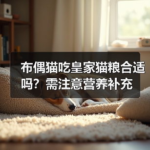 布偶猫吃皇家猫粮合适吗？需注意营养补充（图2）