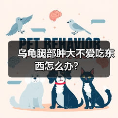 乌龟腿部肿大不爱吃东西怎么办？（图3）