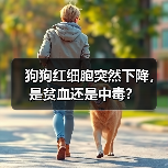 狗狗红细胞突然下降，是贫血还是中毒？（图1）