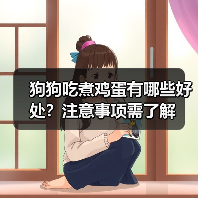 狗狗吃煮鸡蛋有哪些好处？注意事项需了解（图2）