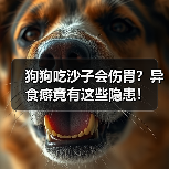 狗狗吃沙子会伤胃？异食癖竟有这些隐患！（图2）