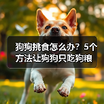 狗狗挑食怎么办？5个方法让狗狗只吃狗粮（图1）