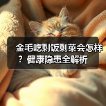 金毛吃剩饭剩菜会怎样？健康隐患全解析（图2）