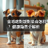 金毛吃剩饭剩菜会怎样？健康隐患全解析（图3）