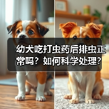 幼犬吃打虫药后排虫正常吗？如何科学处理？（图4）