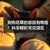 狗狗吃草的原因有哪些？科学解析常见误区（图2）