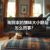 刚到家的猫咪大小眼是怎么回事？（图3）