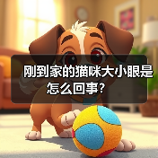 刚到家的猫咪大小眼是怎么回事？（图4）