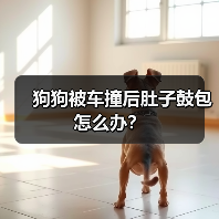 狗狗被车撞后肚子鼓包怎么办？（图2）