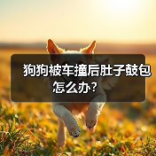 狗狗被车撞后肚子鼓包怎么办？（图1）