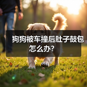狗狗被车撞后肚子鼓包怎么办？（图3）