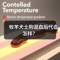牧羊犬土狗混血后代会怎样？（图1）