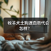 牧羊犬土狗混血后代会怎样？（图2）