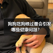 狗狗吃狗粮过量会引发哪些健康问题？（图4）