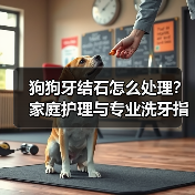 狗狗牙结石怎么处理？家庭护理与专业洗牙指南（图2）