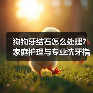 狗狗牙结石怎么处理？家庭护理与专业洗牙指南（图1）