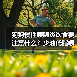 狗狗慢性胰腺炎饮食要注意什么？少油低脂喂养全攻略（图3）