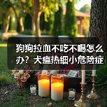 狗狗拉血不吃不喝怎么办？犬瘟热细小危险症状解析（图1）