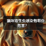 猫咪寄生虫感染有哪些危害？（图2）
