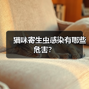猫咪寄生虫感染有哪些危害？（图4）