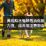 黄喉拟水龟肠胃消化能力强，喂养需注意哪些？（图2）