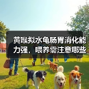 黄喉拟水龟肠胃消化能力强，喂养需注意哪些？（图3）