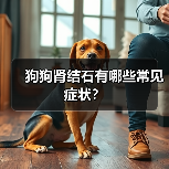 狗狗肾结石有哪些常见症状？（图2）