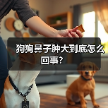狗狗鼻子肿大到底怎么回事？（图2）