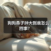 狗狗鼻子肿大到底怎么回事？（图4）