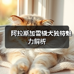 阿拉斯加雪橇犬独特魅力解析（图2）