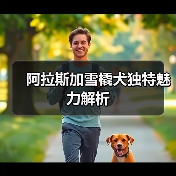 阿拉斯加雪橇犬独特魅力解析（图4）