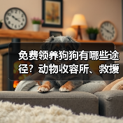 免费领养狗狗有哪些途径？动物收容所、救援组织全解析（图2）