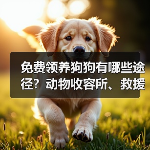 免费领养狗狗有哪些途径？动物收容所、救援组织全解析（图1）